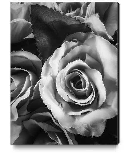 blooming rose texture background in black and white Canvas Print by Timmy333