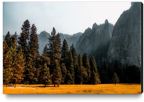 Mountains with pine tree at Yosemite national park California USA Canvas Print by Timmy333