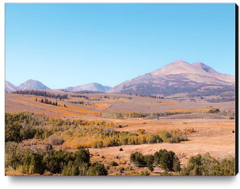 autumn tree with mountain view in California USA Canvas Print by Timmy333