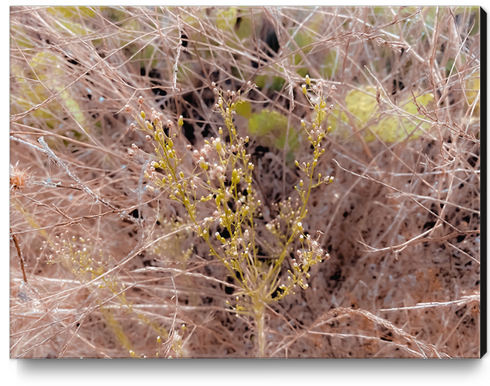 Closeup green plant and dry grass field background Canvas Print by Timmy333