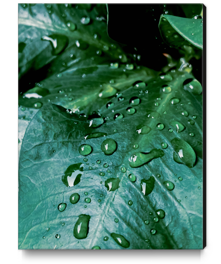 Closeup green leaves plant texture with drop of water Canvas Print by Timmy333