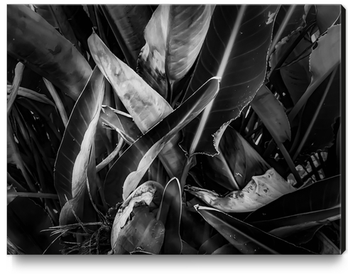 bird of paradise leaves texture in black and white Canvas Print by Timmy333