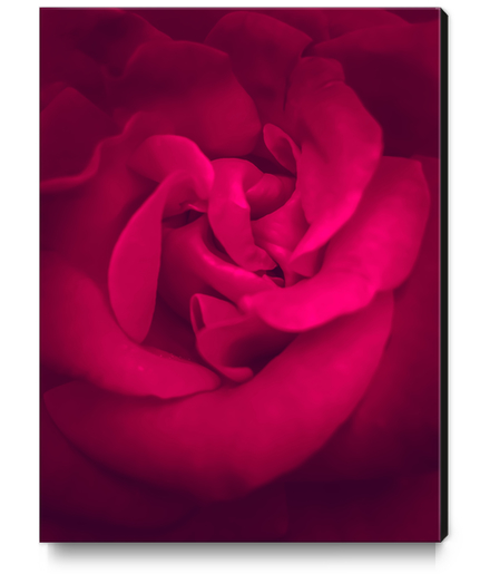 fresh and blooming red rose Canvas Print by Timmy333