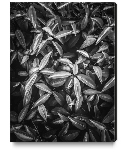 leaves texture background in black and white Canvas Print by Timmy333