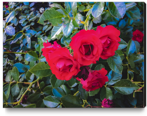 closeup red rose garden with green leaves background Canvas Print by Timmy333