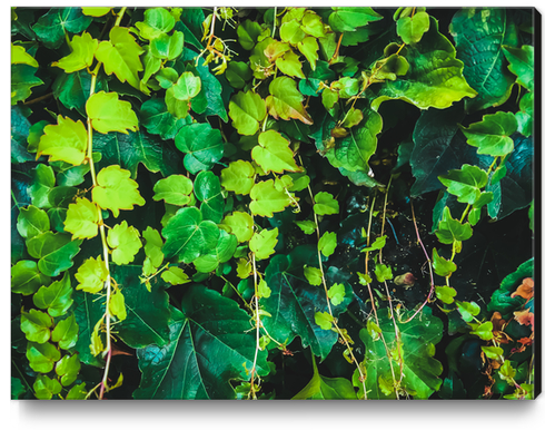 closeup green ivy leaves garden texture background Canvas Print by Timmy333