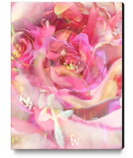 blooming pink rose texture abstract background Canvas Print by Timmy333