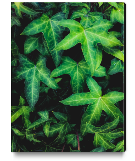 green ivy leaves garden background Canvas Print by Timmy333