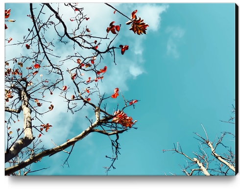 Tree branch with orange autumn leaves and blue sky background Canvas Print by Timmy333