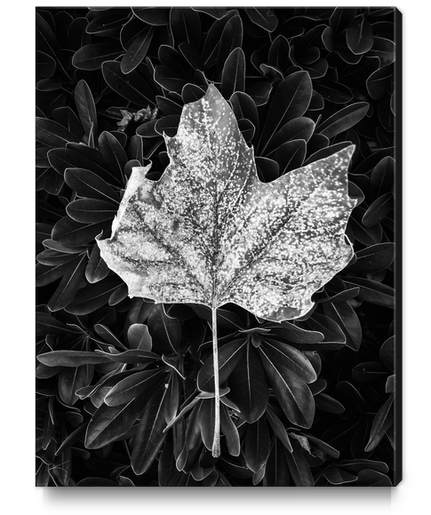 closeup leaves texture in black and white Canvas Print by Timmy333