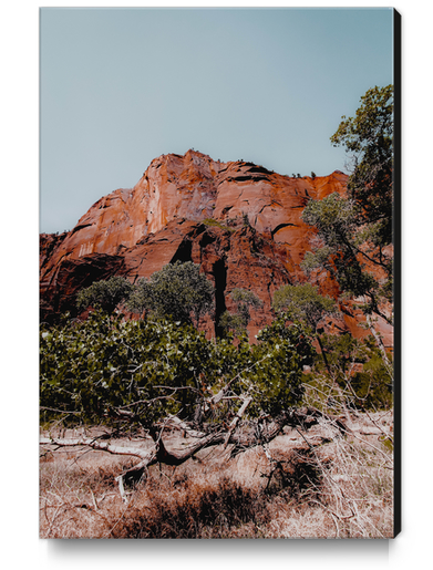 mountain with green tree in the forest at Zion national park, Utah, USA Canvas Print by Timmy333