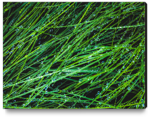 closeup green grass texture background with raindrops Canvas Print by Timmy333