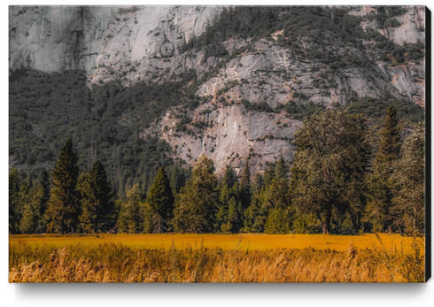 green tree with mountain background at Yosemite national park California USA Canvas Print by Timmy333