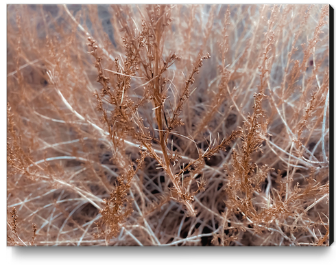 Closeup dry brown plant texture abstract background Canvas Print by Timmy333