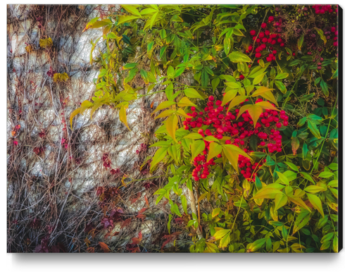 red seed plant with green leaves and cement wall background Canvas Print by Timmy333