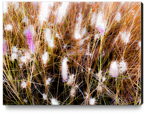 Closeup blooming pink grass flowers field abstract Canvas Print by Timmy333