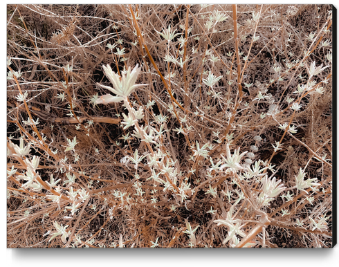 blooming dry flowers with brown dry grass background Canvas Print by Timmy333