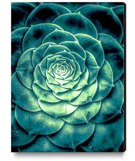 closeup green succulent plant leaves background Canvas Print by Timmy333