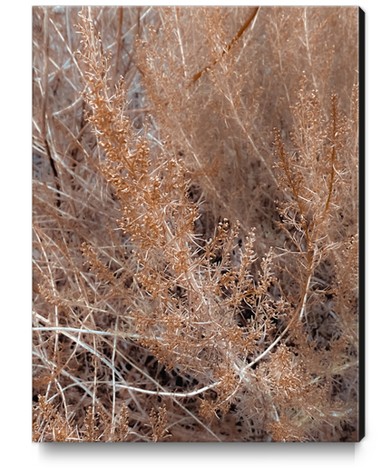 brown dry plant texture abstract background Canvas Print by Timmy333