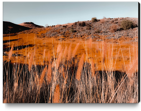 Closeup blooming grass flowers field with blue sky background Canvas Print by Timmy333