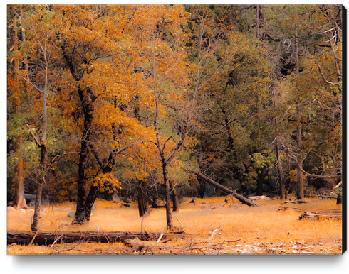 Autumn tree at Yosemite national park California USA Canvas Print by Timmy333