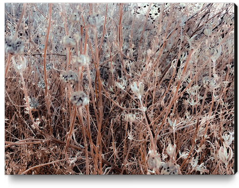 Closeup blooming dry flowers with grass field background Canvas Print by Timmy333