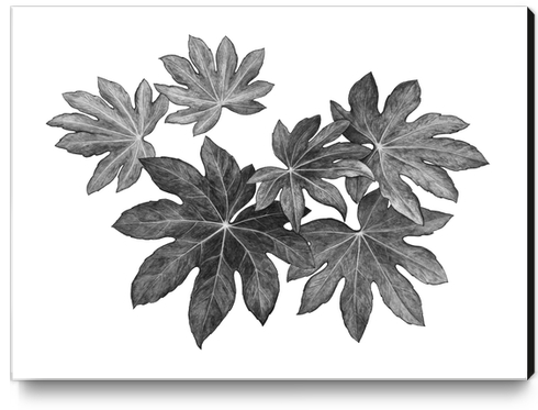 Leaves Canvas Print by Nika_Akin