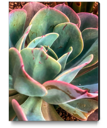 closeup green and pink succulent plant Canvas Print by Timmy333