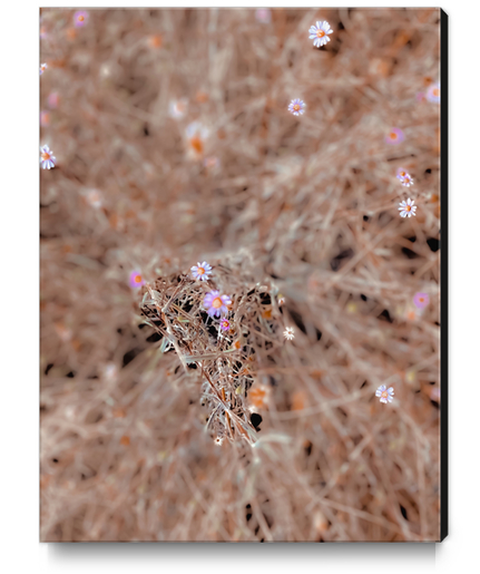 blooming pink and white flowers with dry grass background Canvas Print by Timmy333