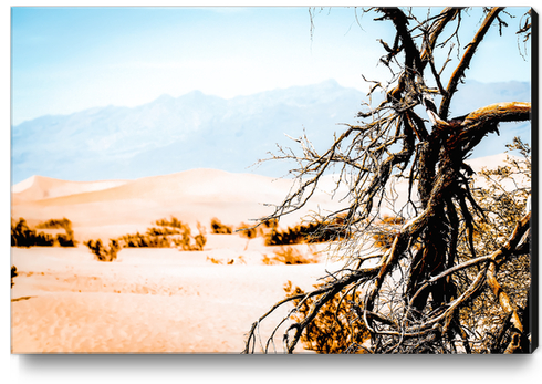 Tree branch with sand desert and mountain view at Death Valley national park California USA Canvas Print by Timmy333