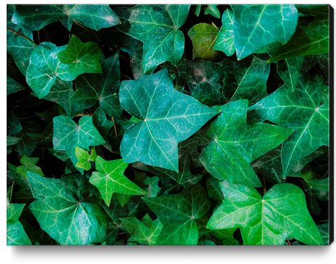 Closeup green ivy leaves garden background Canvas Print by Timmy333