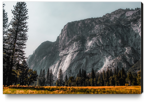 mountain with pine tree at Yosemite national park California USA Canvas Print by Timmy333