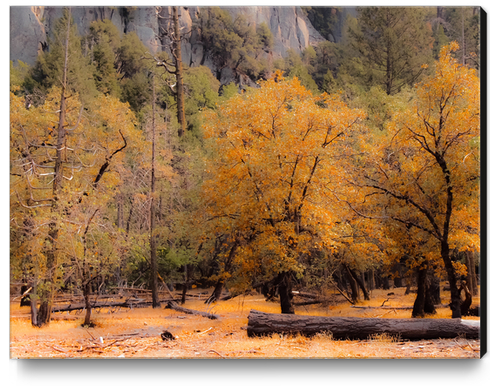 autumn tree garden at Yosemite national park California USA Canvas Print by Timmy333