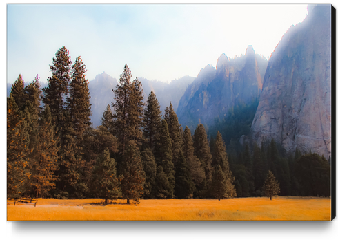 pine tree with mountain background at Yosemite national park California USA Canvas Print by Timmy333