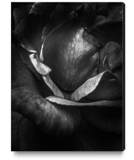 closeup rose background in black and white Canvas Print by Timmy333