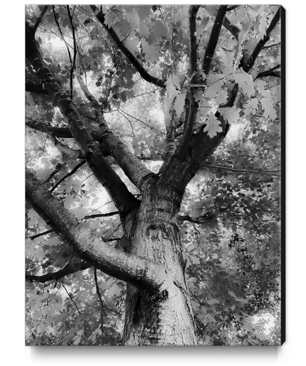 closeup big tree branches in black and white Canvas Print by Timmy333