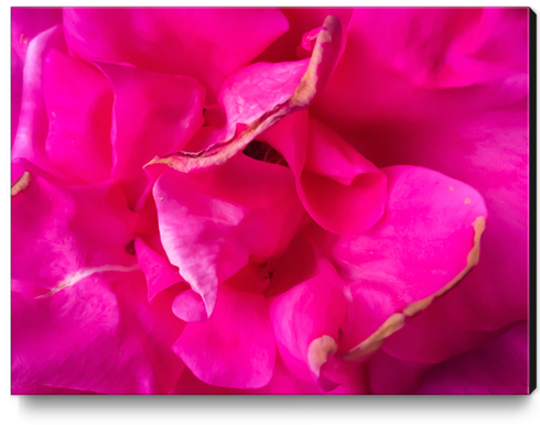 closeup blooming pink rose texture abstract background Canvas Print by Timmy333