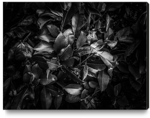 closeup leaves texture background in black and white Canvas Print by Timmy333