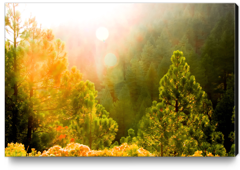 green pine tree with sunlight at Lake Tahoe, Nevada, USA Canvas Print by Timmy333