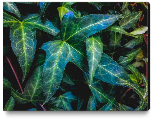 closeup green ivy leaves texture background Canvas Print by Timmy333