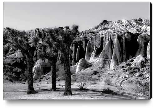 cactus in the desert at Red Rock Canyon state park California in black and white Canvas Print by Timmy333