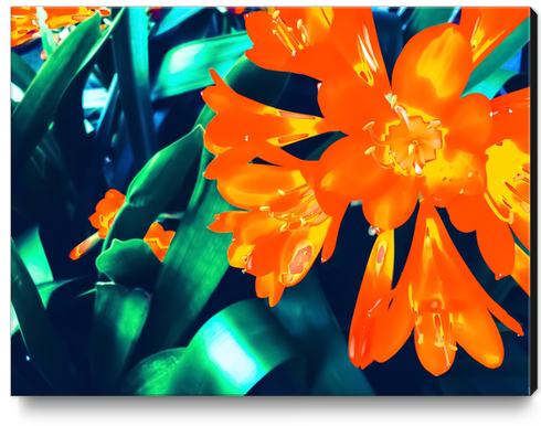 blooming orange Clivia flowers with green leaves background Canvas Print by Timmy333