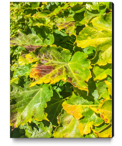 closeup green ivy leaves texture background Canvas Print by Timmy333