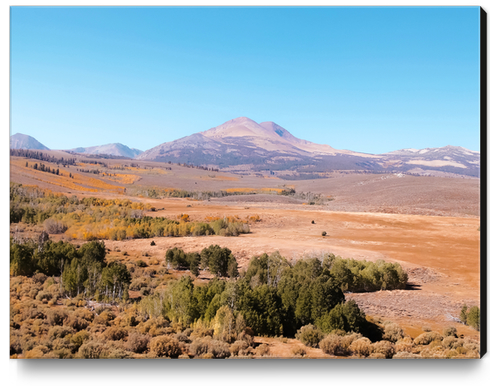 autumn tree with mountain view and blue sky in California USA Canvas Print by Timmy333