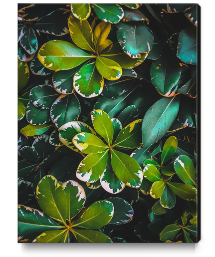 green leaves plant texture background Canvas Print by Timmy333