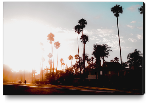 sunset sky in summer with palm tree view in California USA Canvas Print by Timmy333