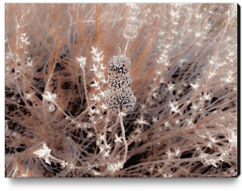 blooming dry flowers with brown dry grass field background Canvas Print by Timmy333