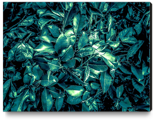 vintage style green leaves texture background Canvas Print by Timmy333