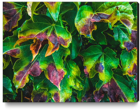 closeup green ivy leaves texture background Canvas Print by Timmy333