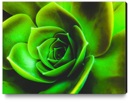 closeup green succulent plant texture Canvas Print by Timmy333